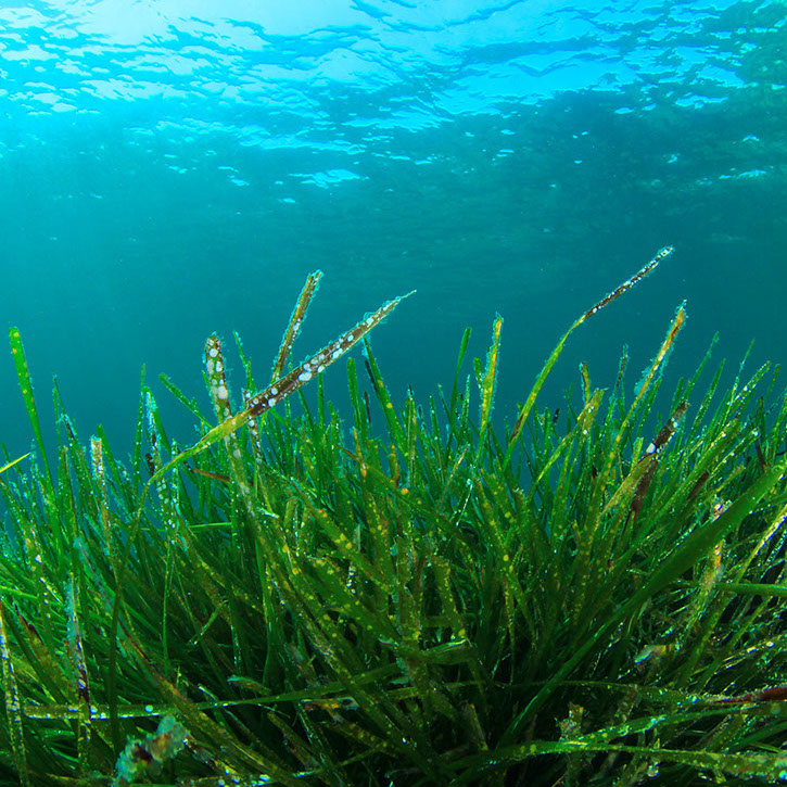 Alghe marine, ingrediente del Granulato Martens