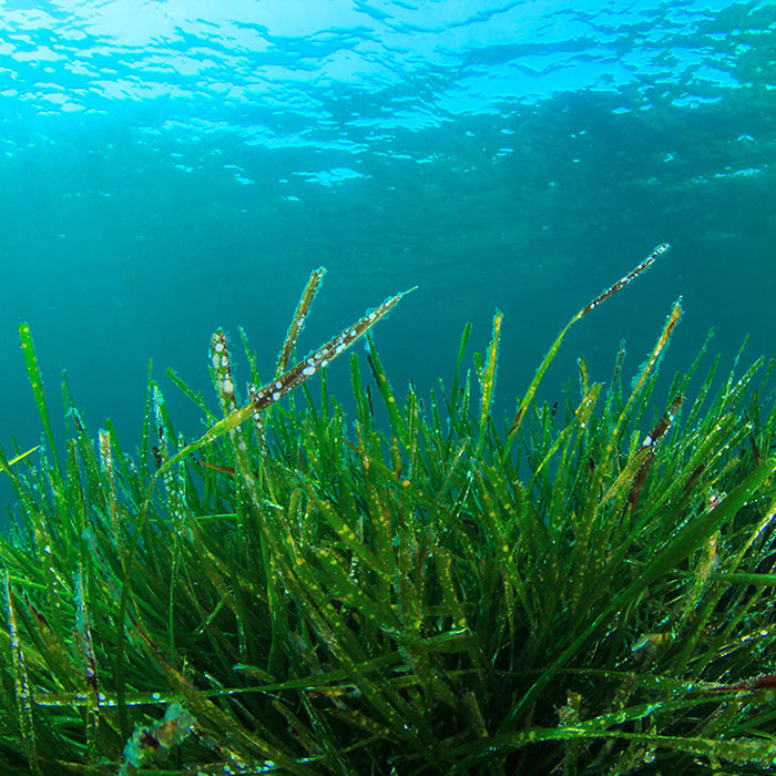 Alghe marine, ingrediente del Granulato Martens