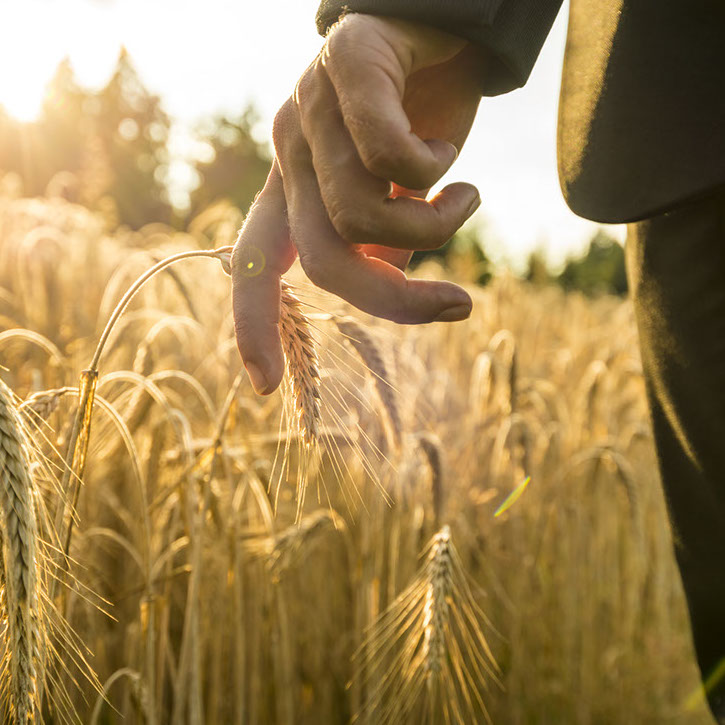Filiera agricola biologica per la zootecnia sostenibile