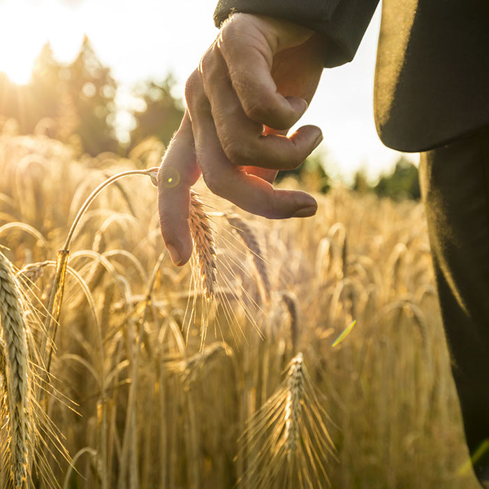 Filiera agricola biologica per la zootecnia sostenibile