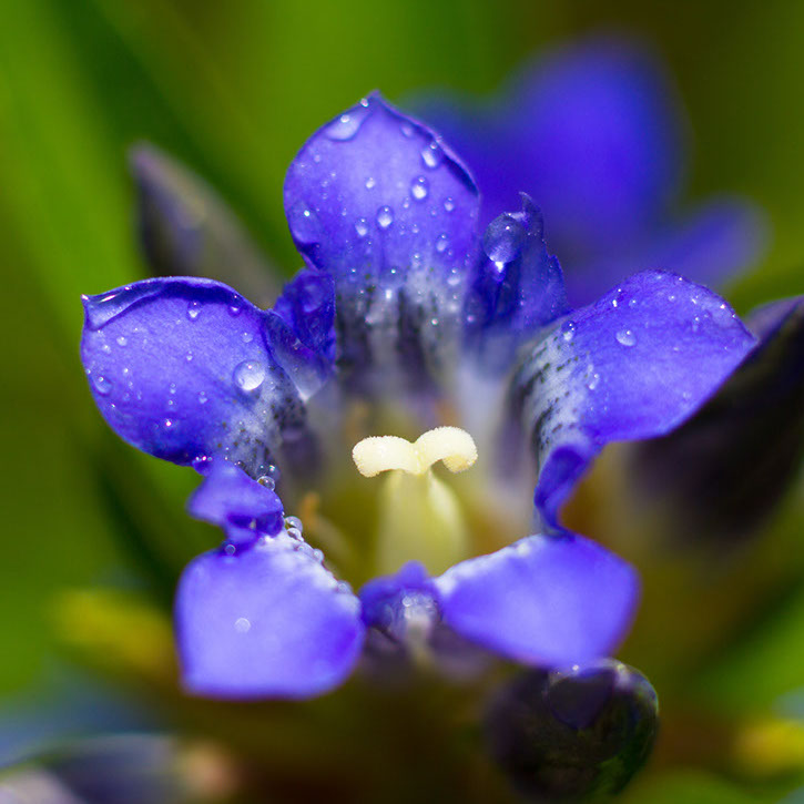 Piante officinali, radici della nutraceutica Martens Italia