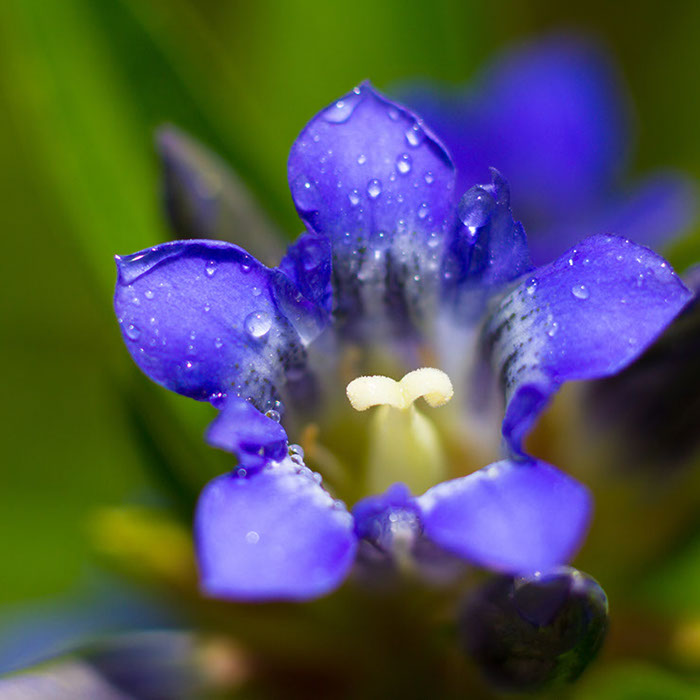 Piante officinali, radici della nutraceutica Martens Italia